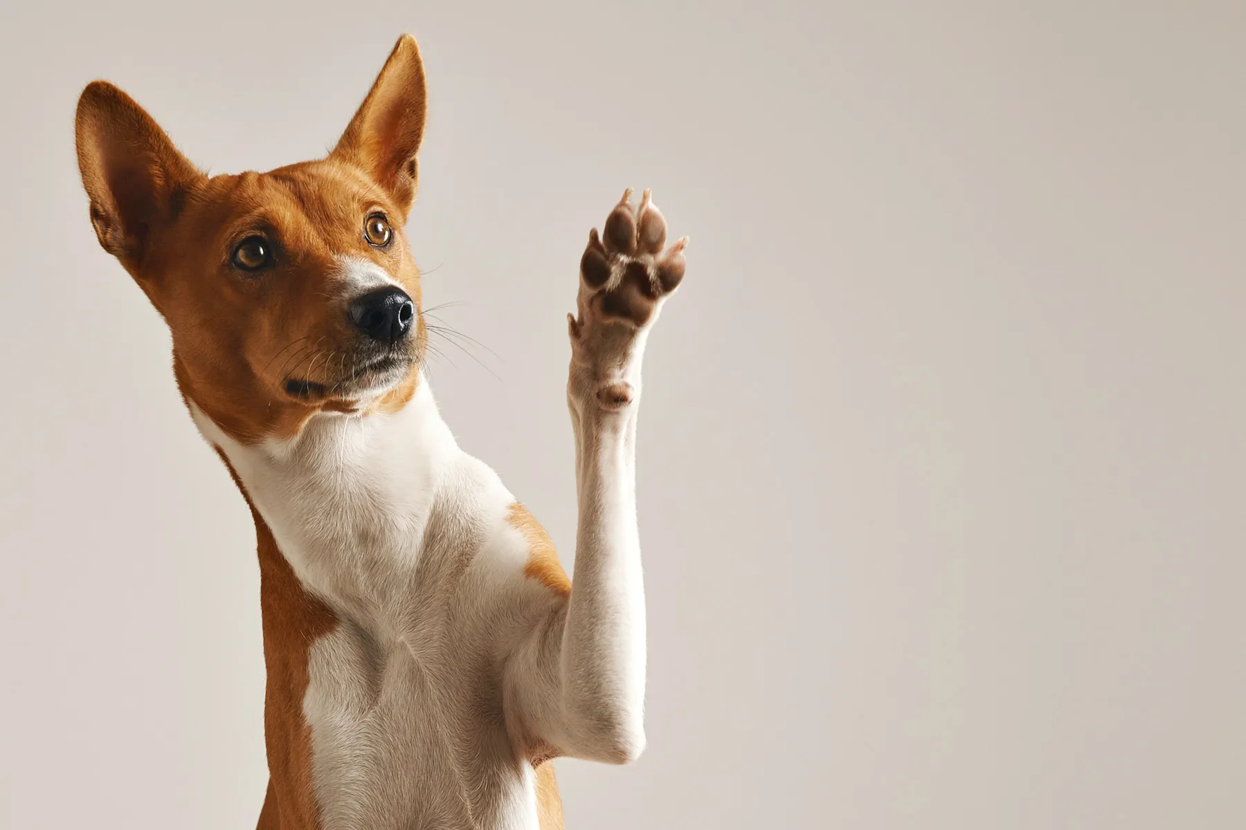Ganzheitliche Tierheilpraktik (Hund)