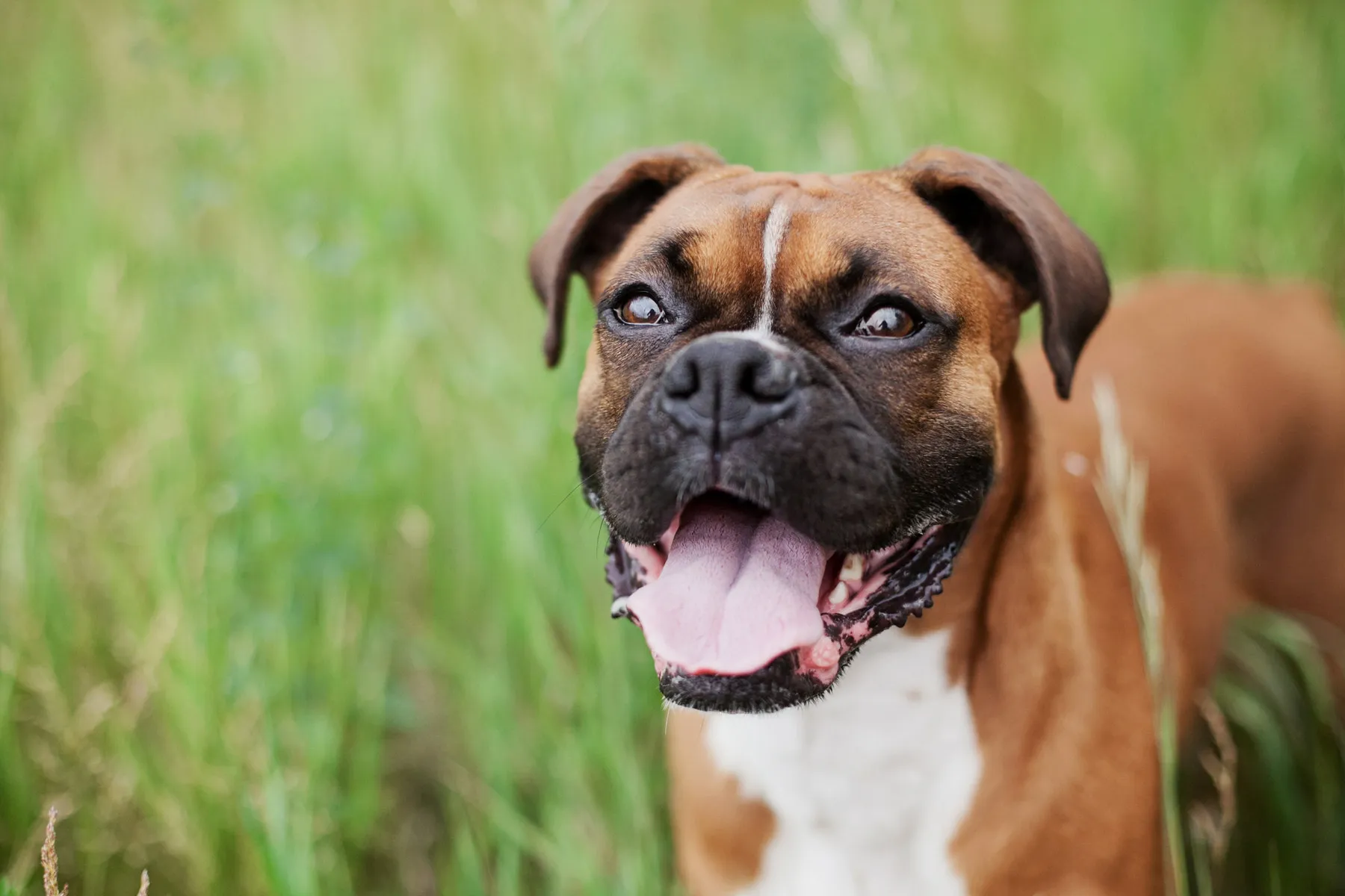 Ganzheitliche Gesundheitskonzepte (Hund)