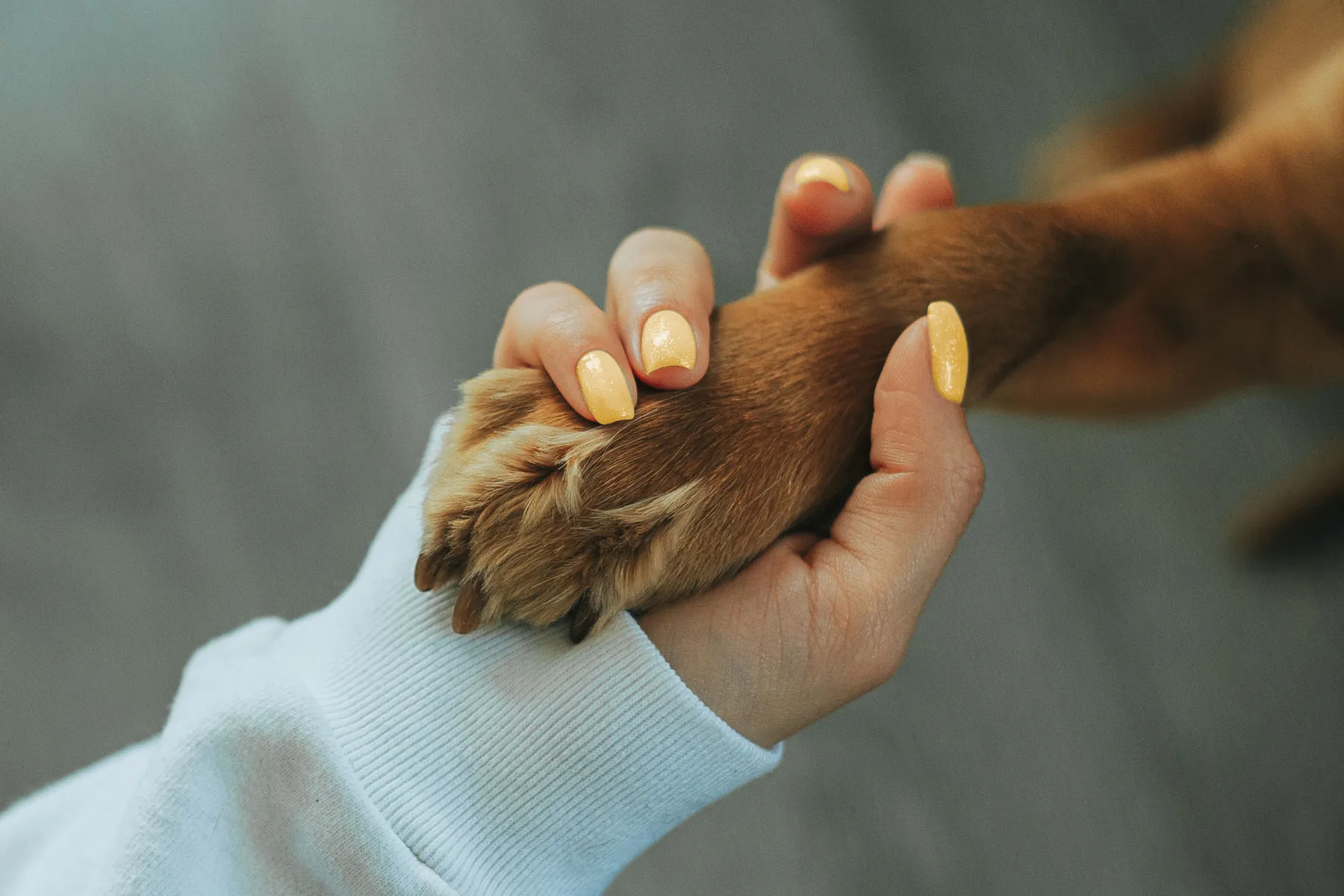 Erstanamnese Hund